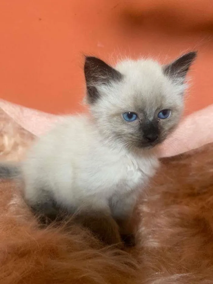 Gato ra a Siamês idade 2 a 6 meses nome Luiza