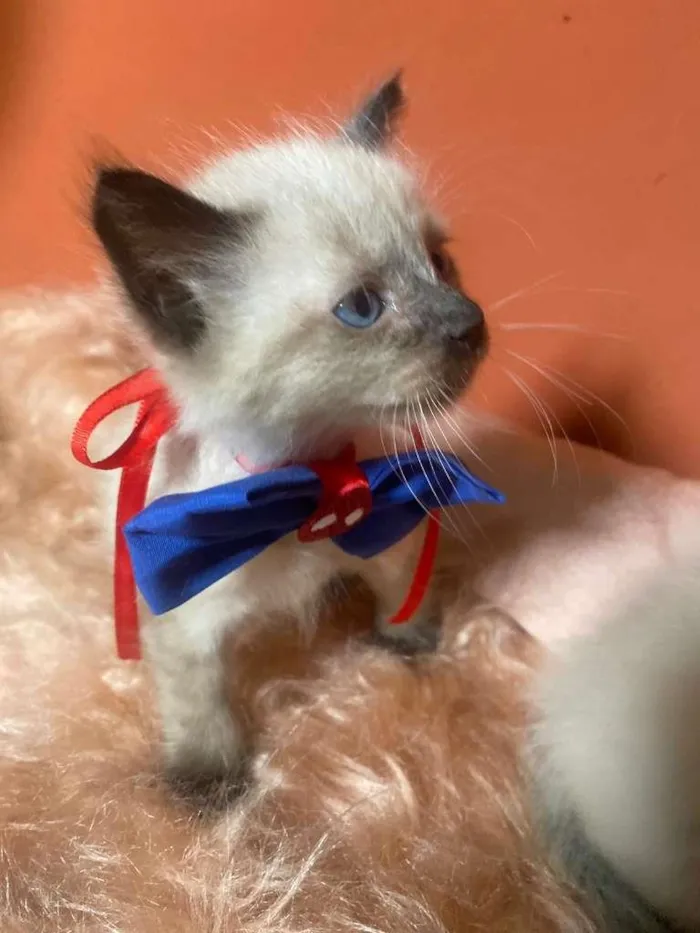 Gato ra a Siamês idade 2 a 6 meses nome Luizinho