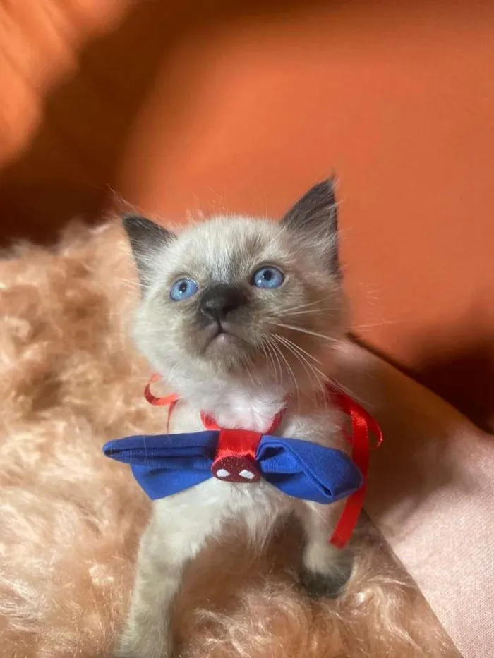 Gato ra a Siamês idade 2 a 6 meses nome Luizinho