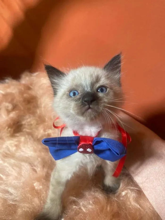 Gato ra a Siamês idade 2 a 6 meses nome Luizinho