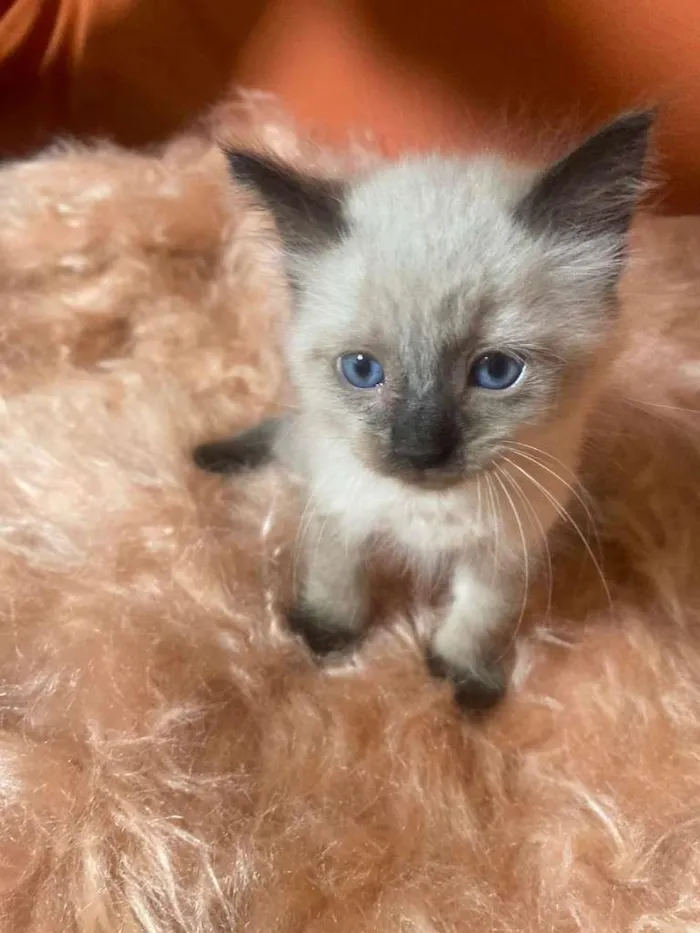 Gato ra a Siamês idade 2 a 6 meses nome Luizinho