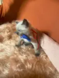 Luizinho