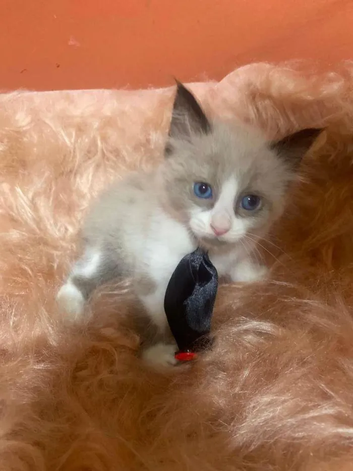 Gato ra a Siamês idade 2 a 6 meses nome Pedrinho