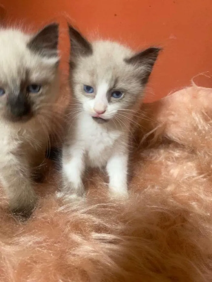 Gato ra a Siamês idade 2 a 6 meses nome Pedrinho