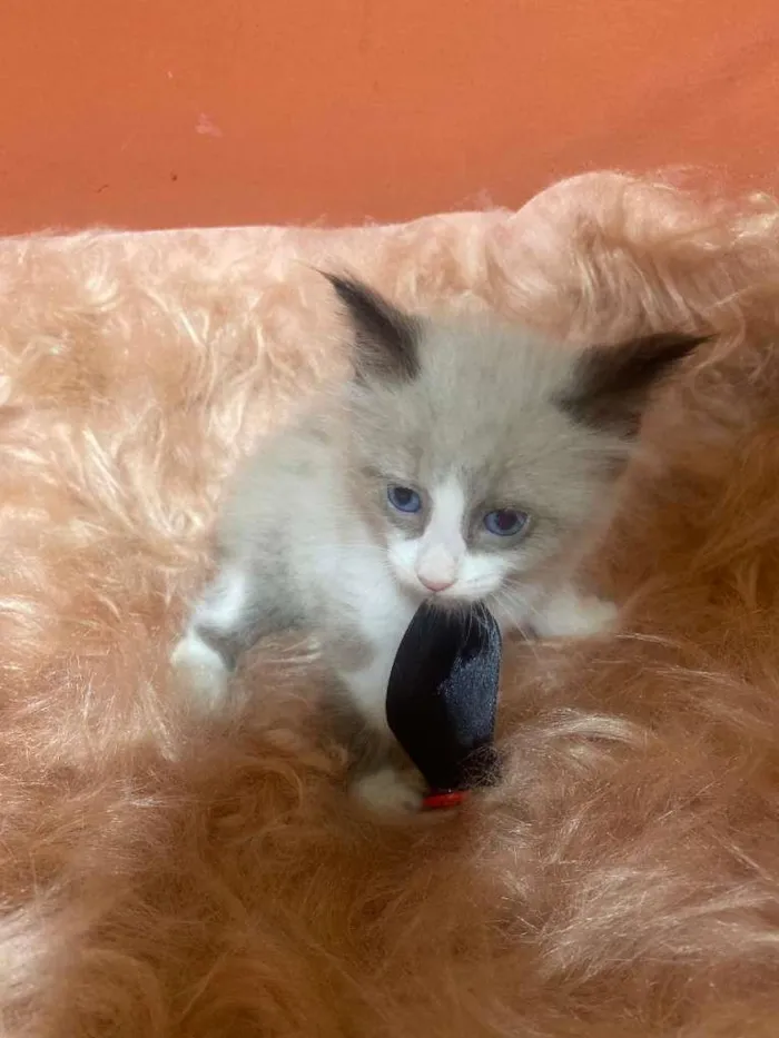 Gato ra a Siamês idade 2 a 6 meses nome Pedrinho
