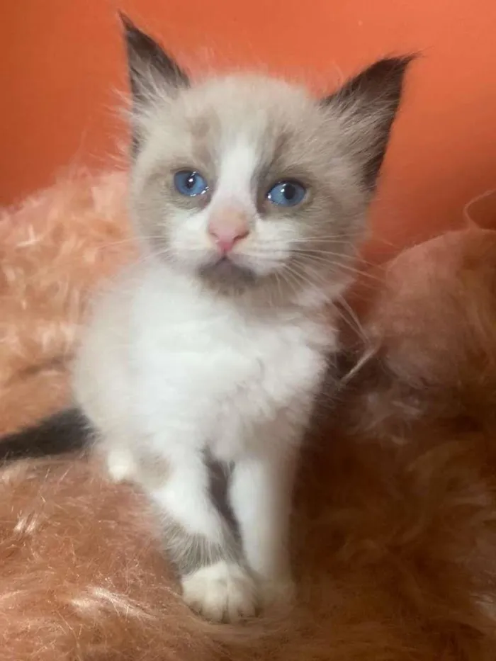 Gato ra a Siamês idade 2 a 6 meses nome Pedrinho