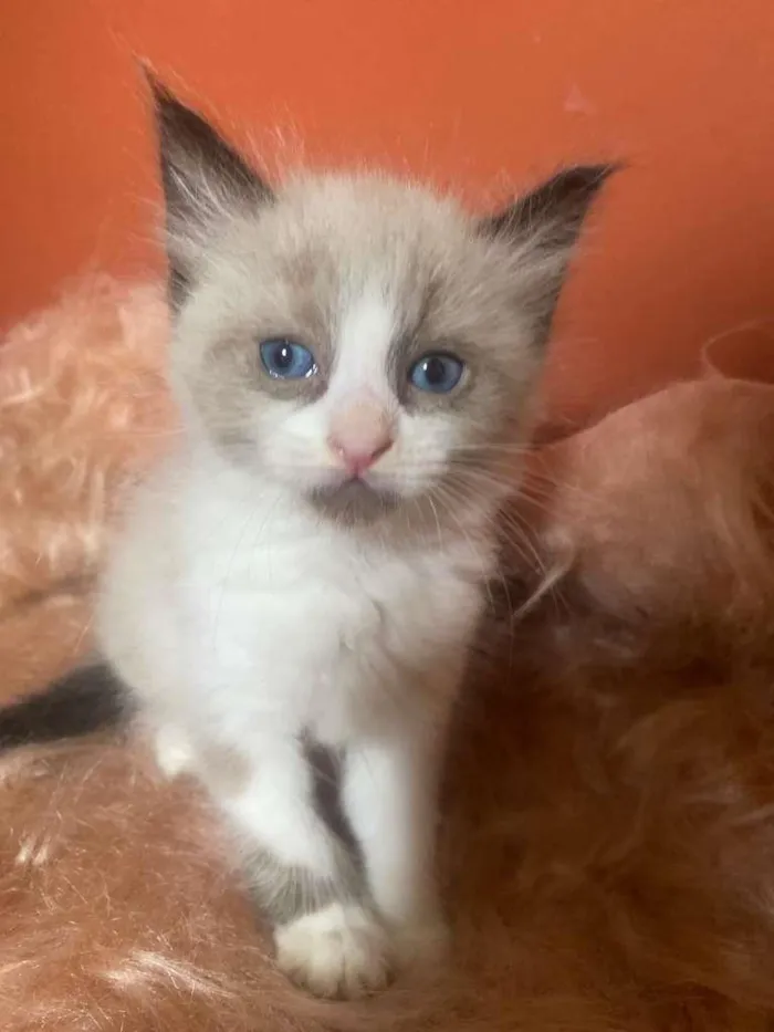 Gato ra a Siamês idade 2 a 6 meses nome Pedrinho
