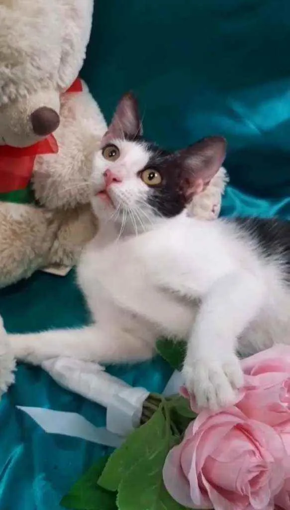 Gato ra a SEM RAÇA DEFINIDA.  idade 2 a 6 meses nome SEM NOME.