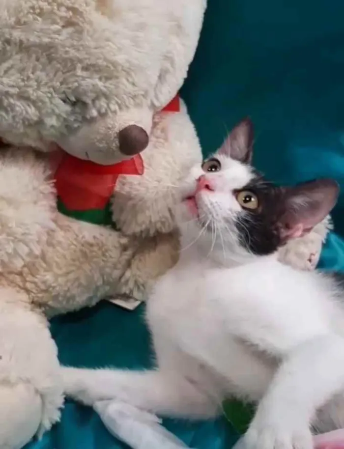 Gato ra a SEM RAÇA DEFINIDA.  idade 2 a 6 meses nome SEM NOME.