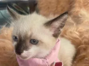 Gato raça Siamês idade 2 a 6 meses nome Duda