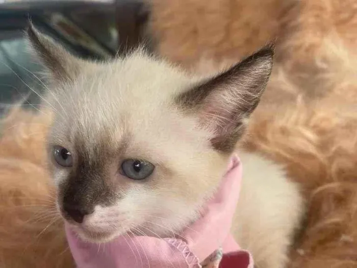 Gato ra a Siamês idade 2 a 6 meses nome Duda
