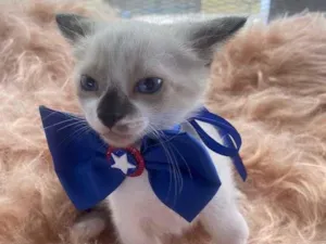 Gato raça Siamês idade 2 a 6 meses nome Gabriel