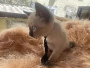 Gato raça Siamês idade 2 a 6 meses nome Francisco