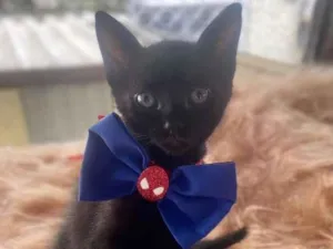 Cachorro raça Preto idade 2 a 6 meses nome Rafael