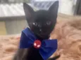 Rafael