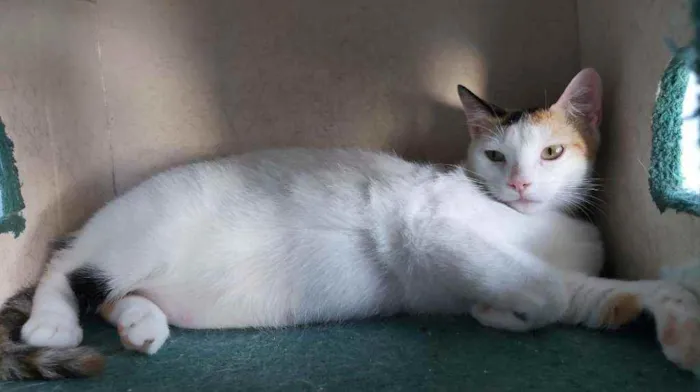 Gato ra a Srd idade 7 a 11 meses nome Dália