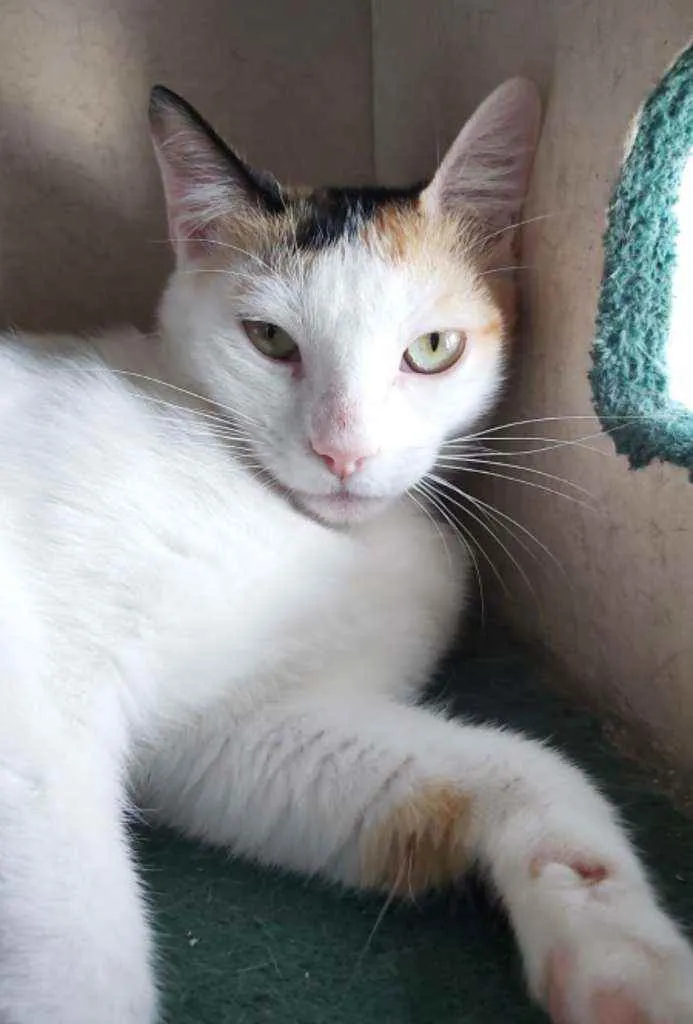 Gato ra a Srd idade 7 a 11 meses nome Dália