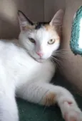 Dália