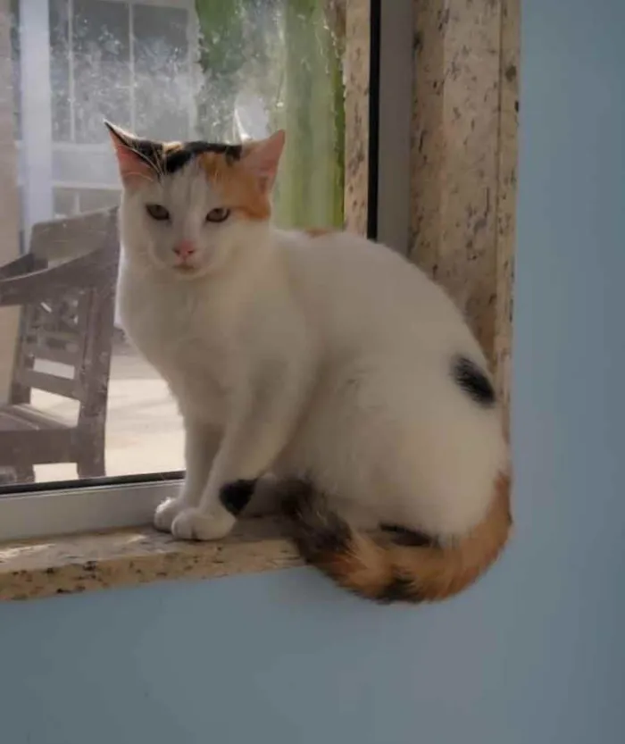 Gato ra a Srd idade 7 a 11 meses nome Dália