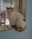 Dália