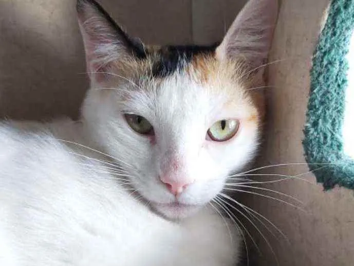 Gato ra a Srd idade 7 a 11 meses nome Dália