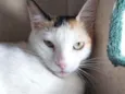 Dália
