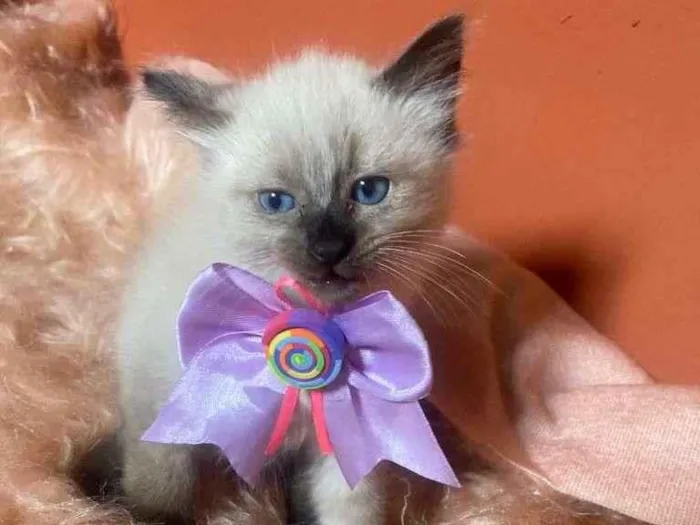 Gato ra a Siamês idade 2 a 6 meses nome Luiza