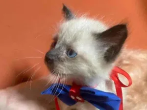 Gato raça Siamês idade 2 a 6 meses nome Luizinho