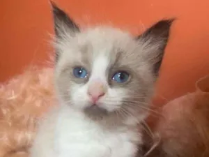Gato raça Siamês idade 2 a 6 meses nome Pedrinho