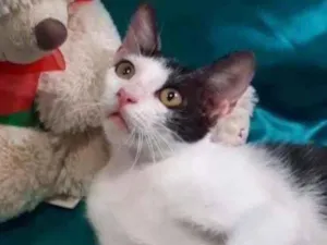 Gato raça SEM RAÇA DEFINIDA.  idade 2 a 6 meses nome SEM NOME.