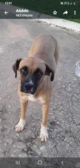 Bela