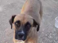 Bela
