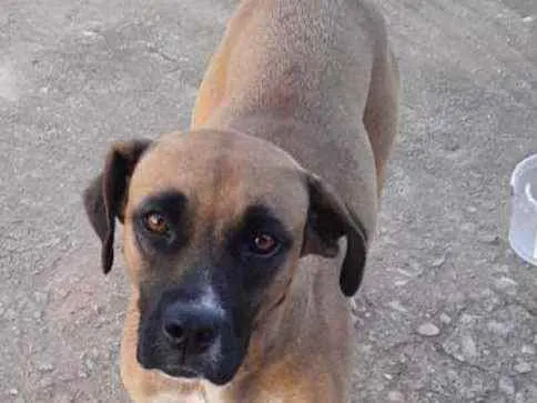 Cachorro raça Sr idade 3 anos nome Bela