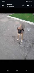 Bela