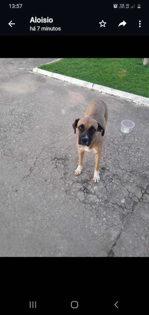 Cachorro raça Sr idade 3 anos nome Bela