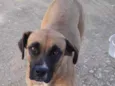 Bela