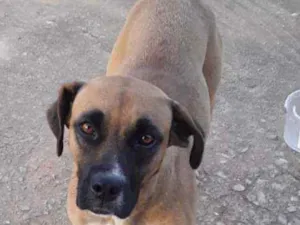 Cachorro raça Sr idade 3 anos nome Bela