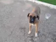 Bela