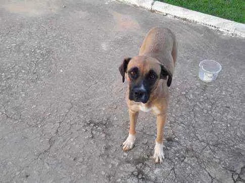 Cachorro raça Sr idade 3 anos nome Bela