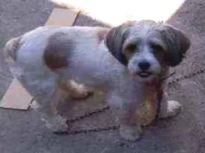 Cachorro raça Schutz idade 5 anos nome Nina
