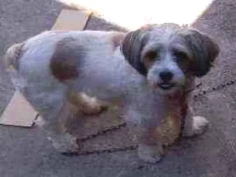 Cachorro ra a Schutz idade 5 anos nome Nina