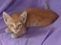 Gato raça srd idade 2 a 6 meses nome Dourado