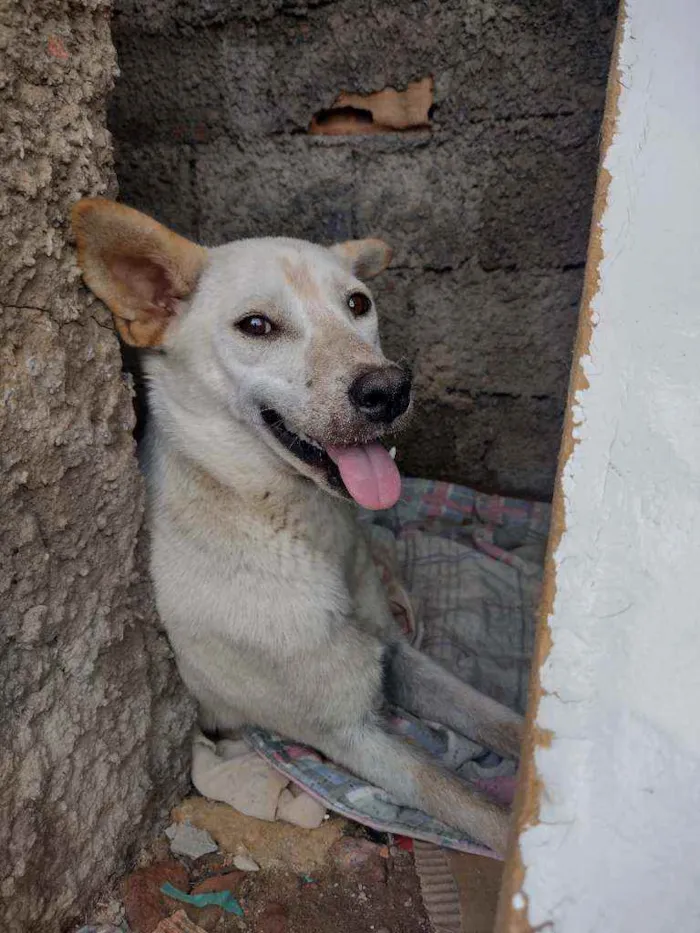 Cachorro ra a Vira lata idade 6 ou mais anos nome Não sei