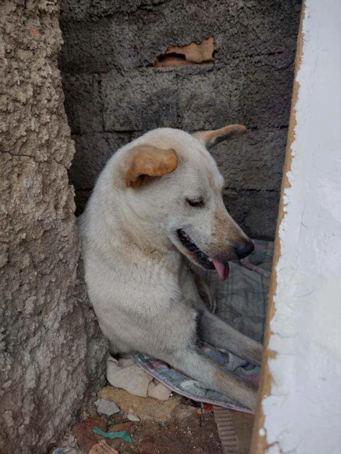 Cachorro ra a Vira lata idade 6 ou mais anos nome Não sei