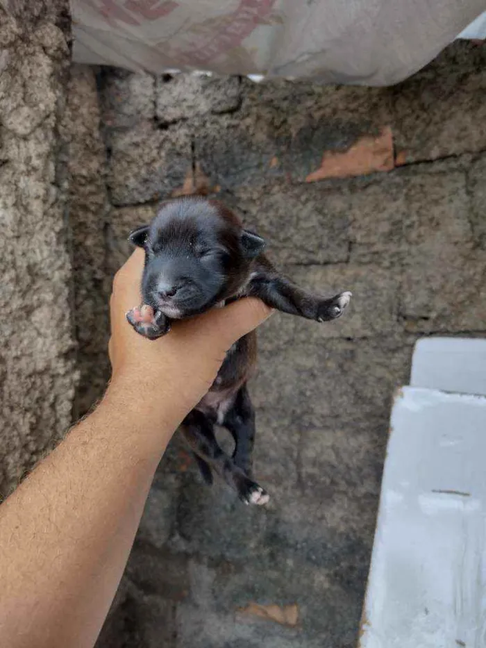 Cachorro ra a Vira lata idade 6 ou mais anos nome Não sei