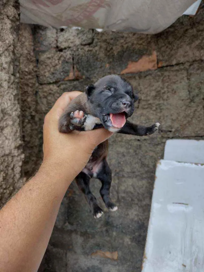 Cachorro ra a Vira lata idade 6 ou mais anos nome Não sei