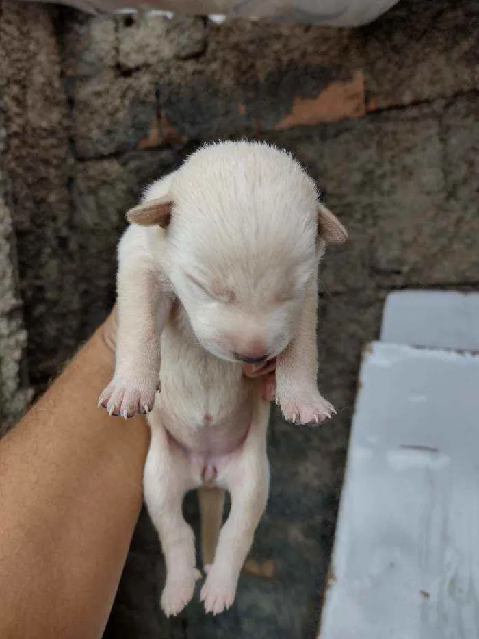 Cachorro ra a Vira lata idade 6 ou mais anos nome Não sei