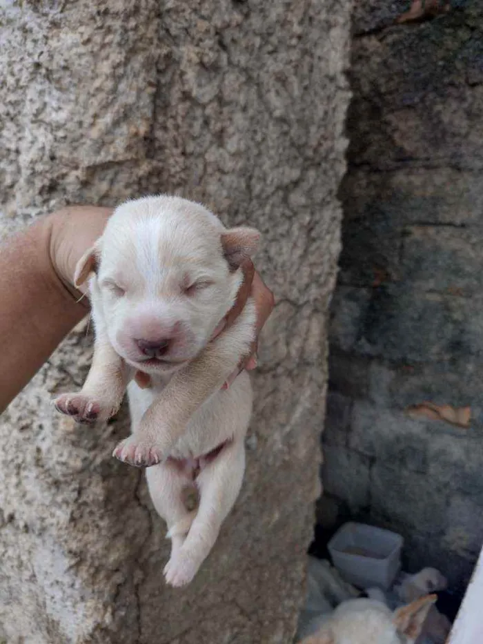 Cachorro ra a Vira lata idade 6 ou mais anos nome Não sei