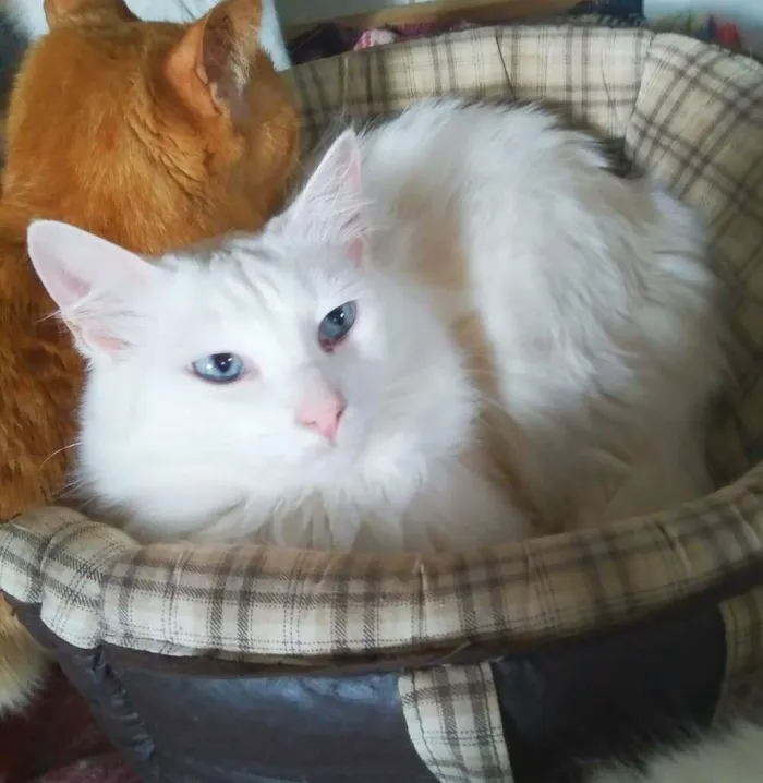 Gato ra a srd idade 5 anos nome Zeus