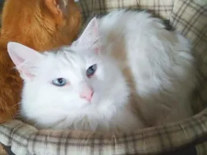 Gato raça srd idade 5 anos nome Zeus